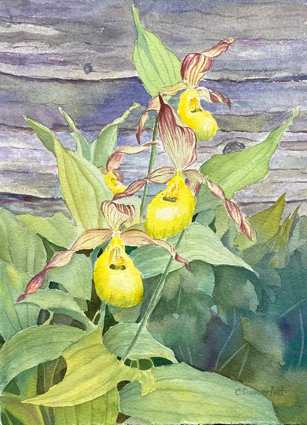 Lady’s Slipper Trio