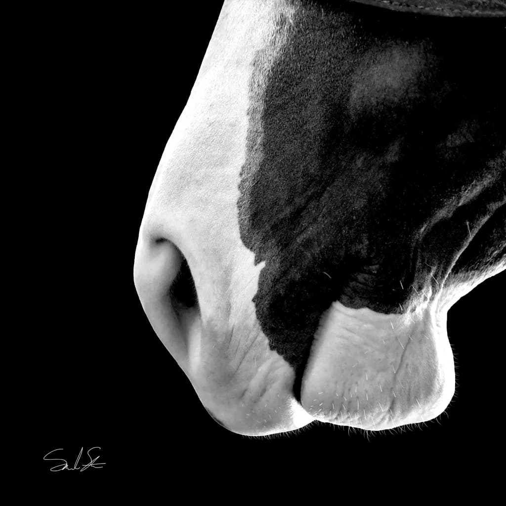 Pippa Nose