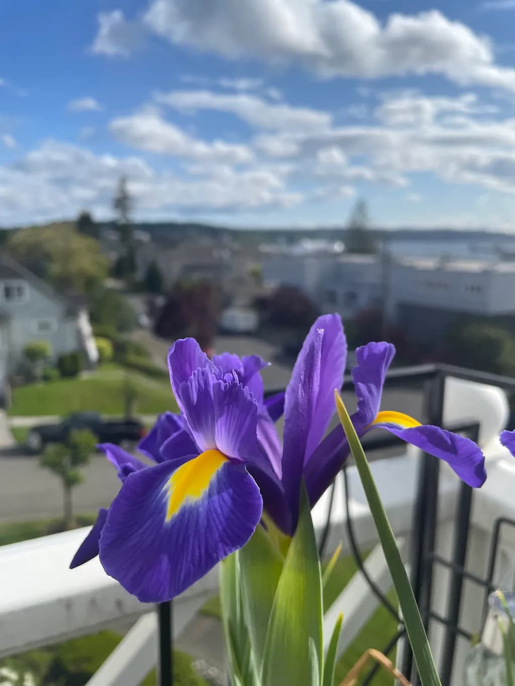 Iris Elegance