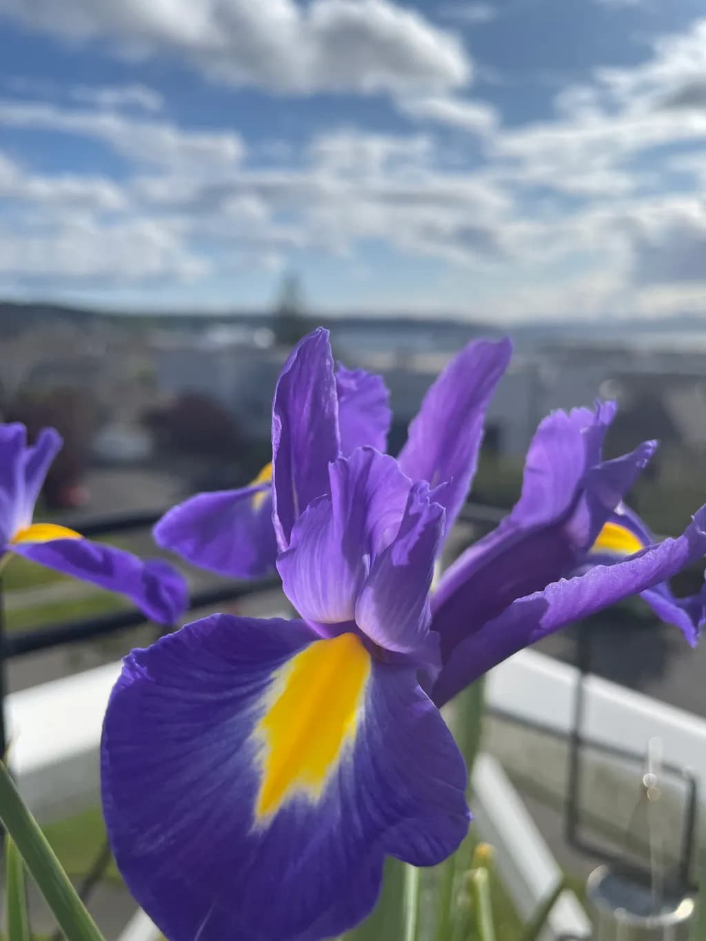 Iris Bloom