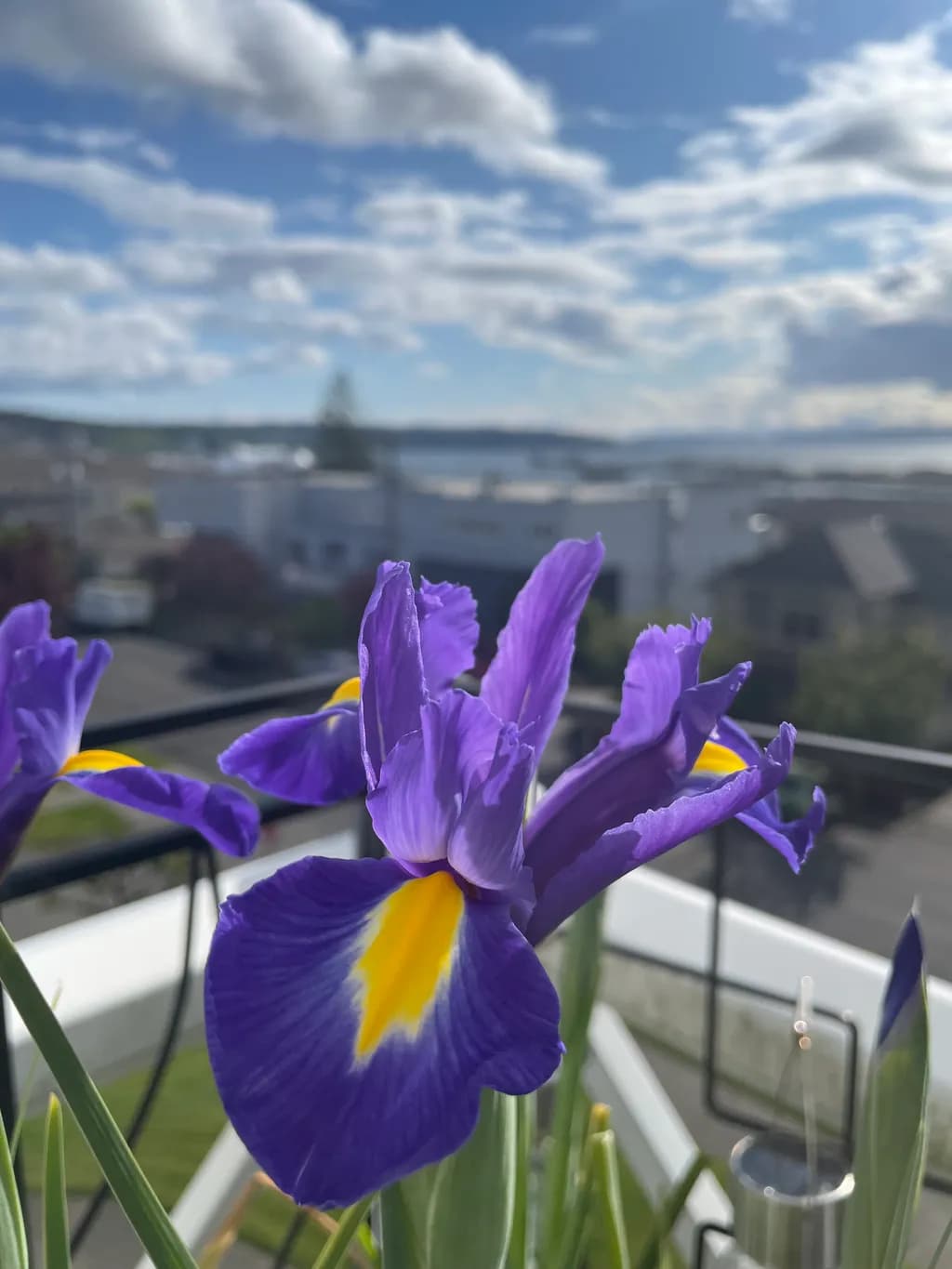 Purple Iris View