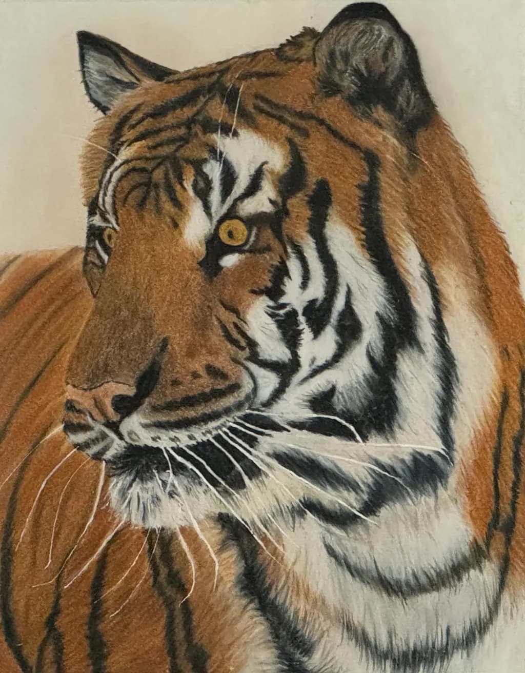 Focus on Tiger