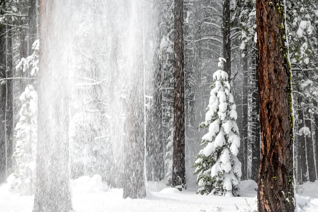Snow Shedding
