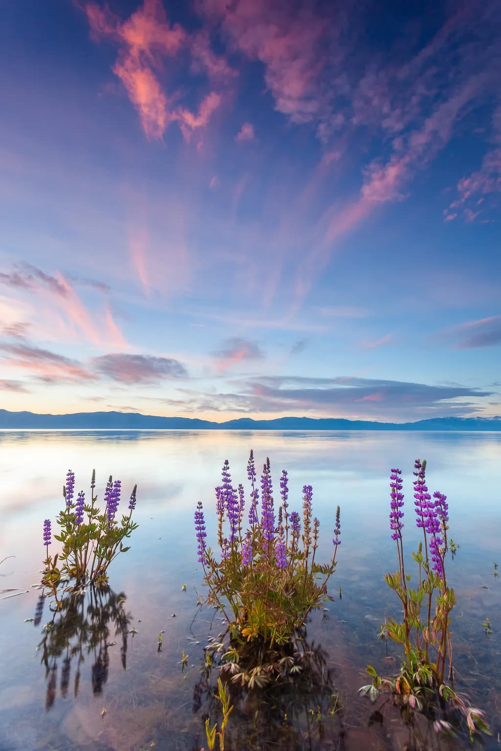 Tahoe Lupine Dawn