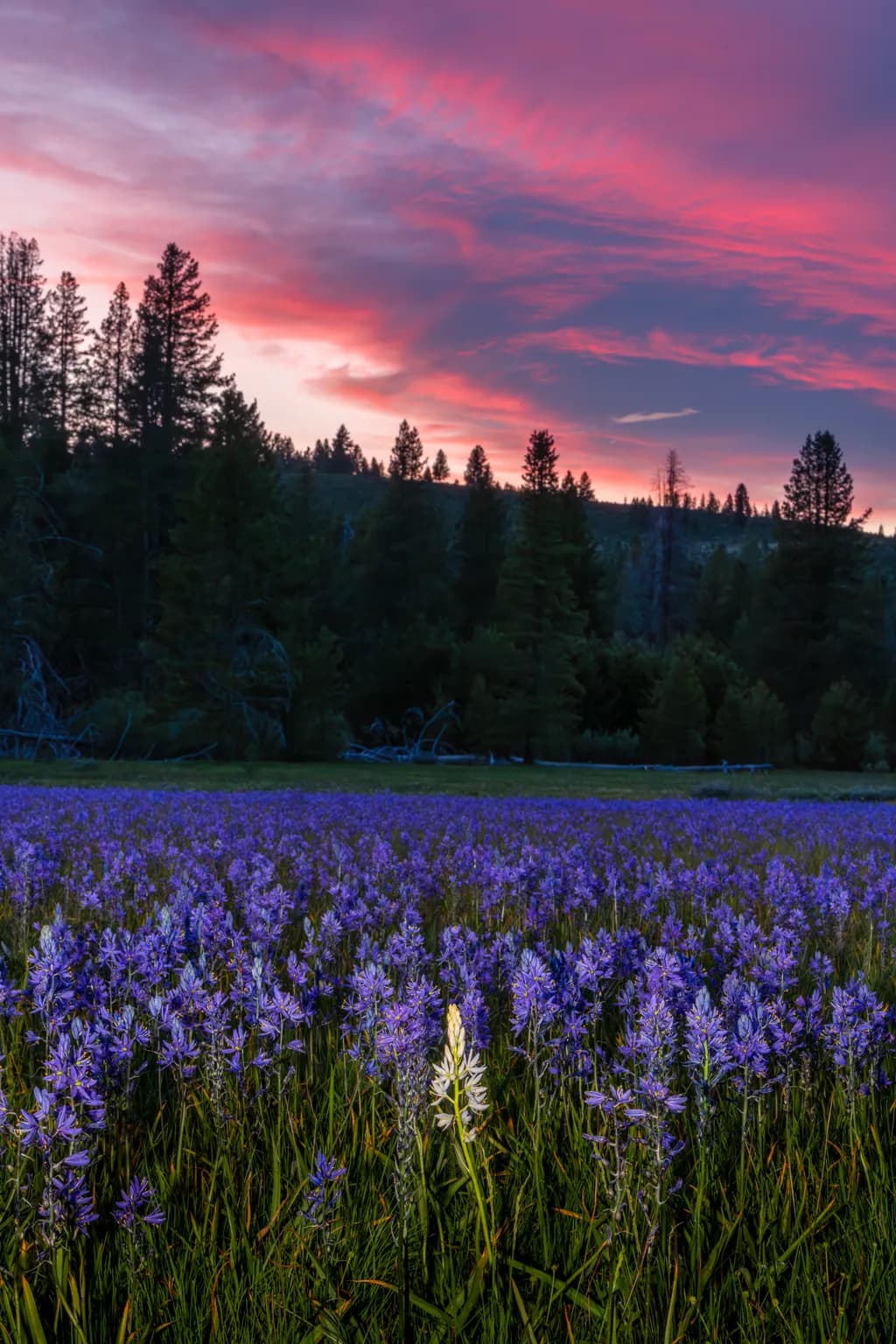 Sagehen Sunset Bloom