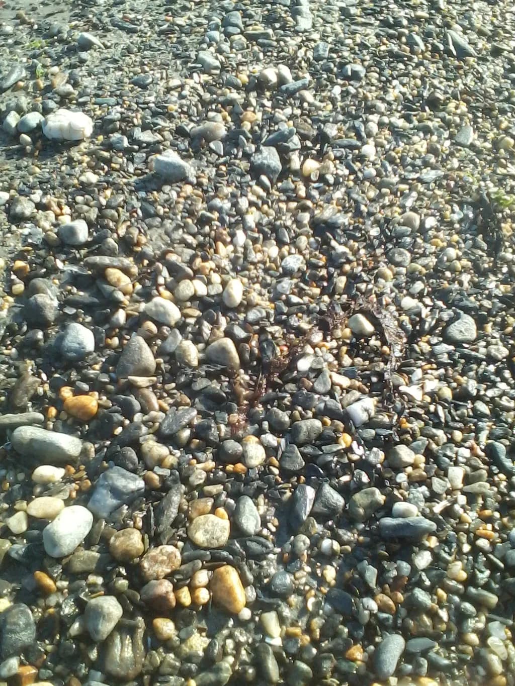 Pebble Harmony