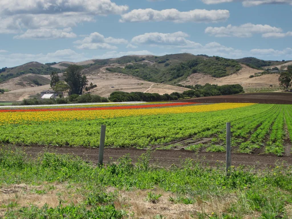 Vibrant Fields of Color: A Serene Landscape of Agriculture and Hills
