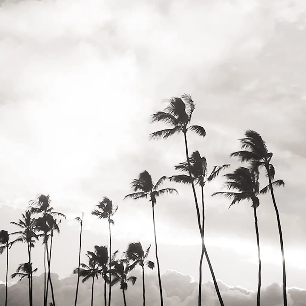 BW Palms