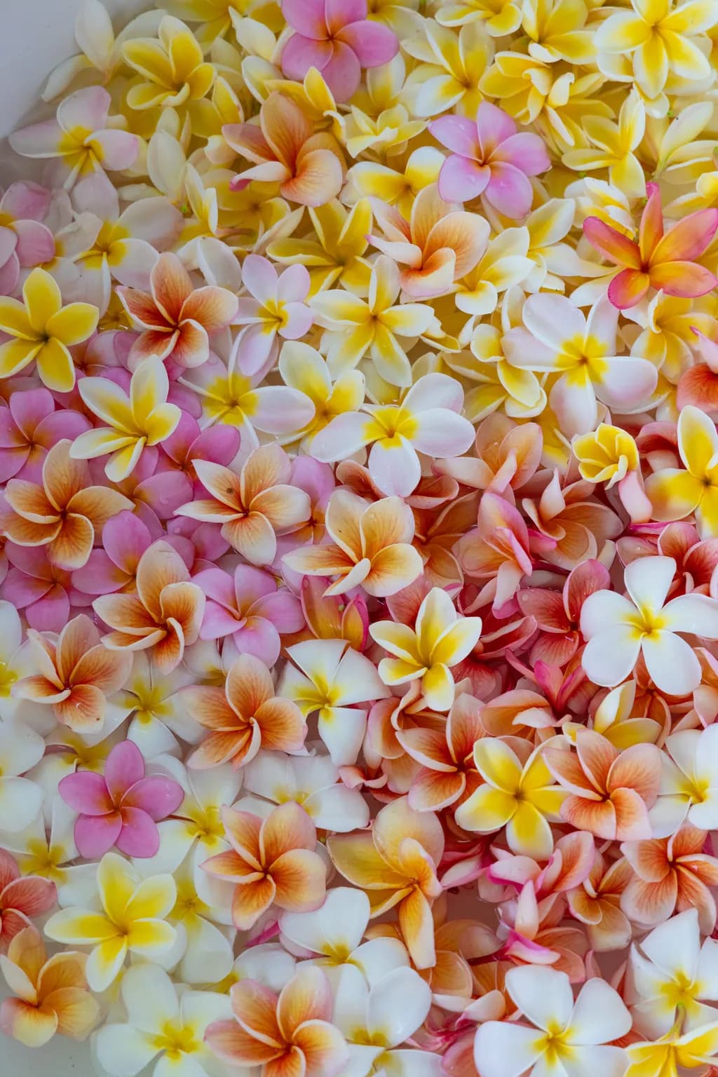 Floral Harmony