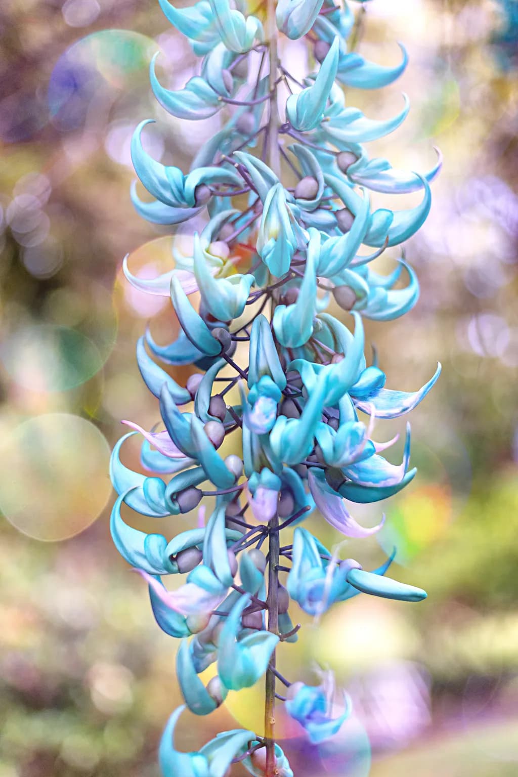 Blue Blossoms