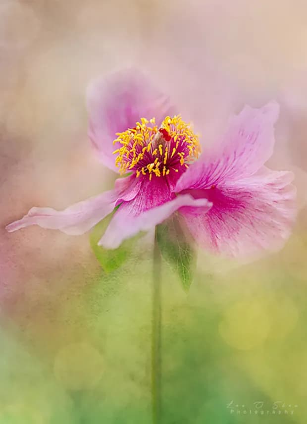 Spring Celebration