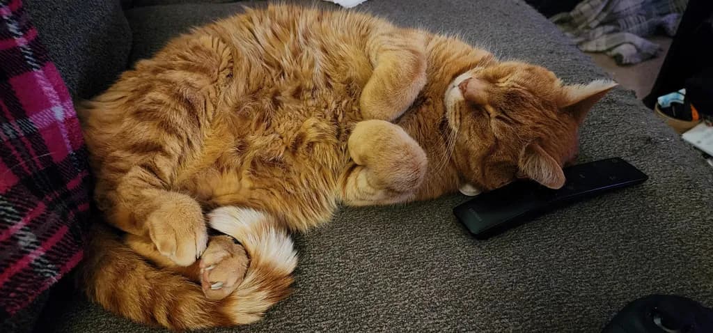 Cozy Cat Nap: A Heartwarming Moment of Feline Serenity