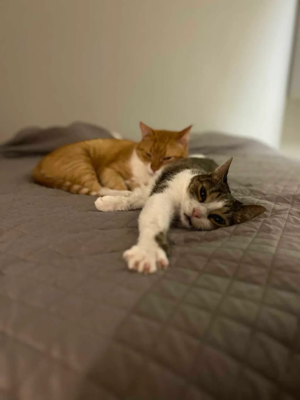 Lazy Afternoon Stretch