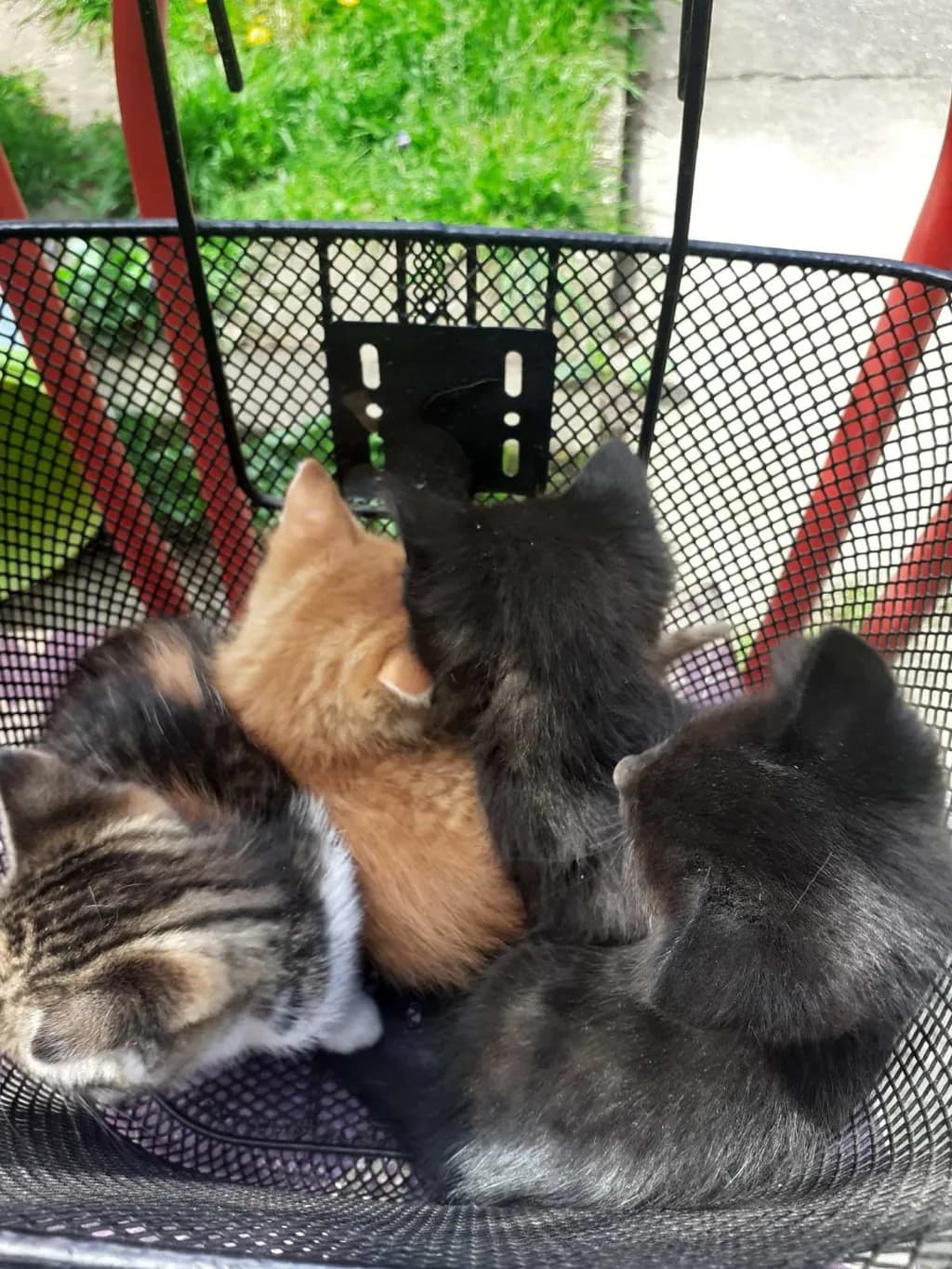 Basket of Paws