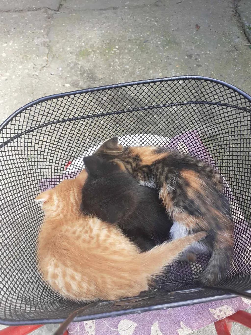 Basket Nap Pals