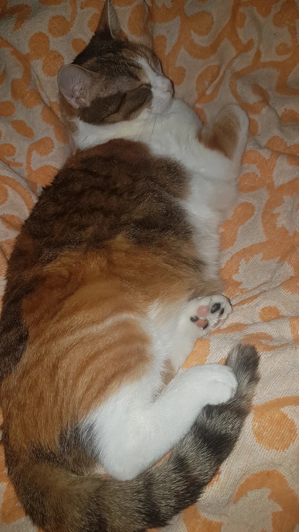 Nestled Comfort