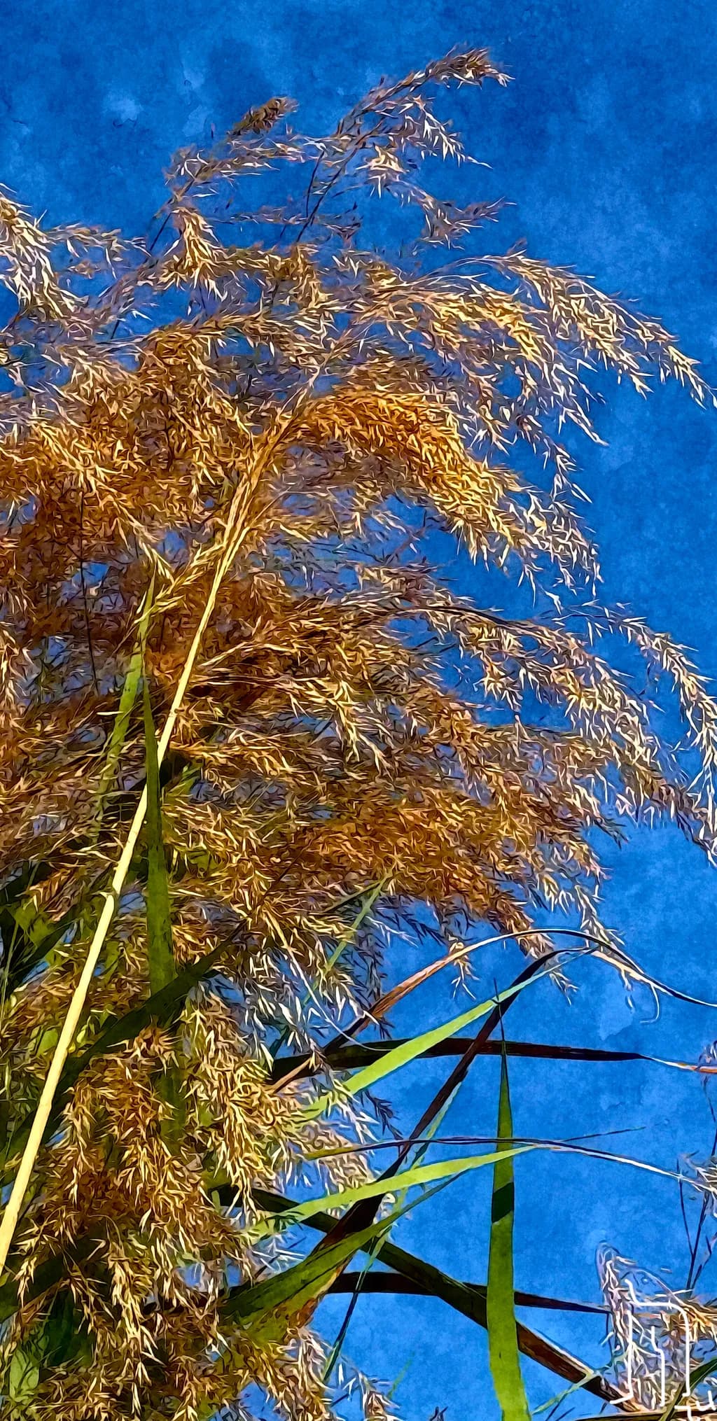 Whispers of Nature: Golden Grasses Against a Vibrant Blue Sky