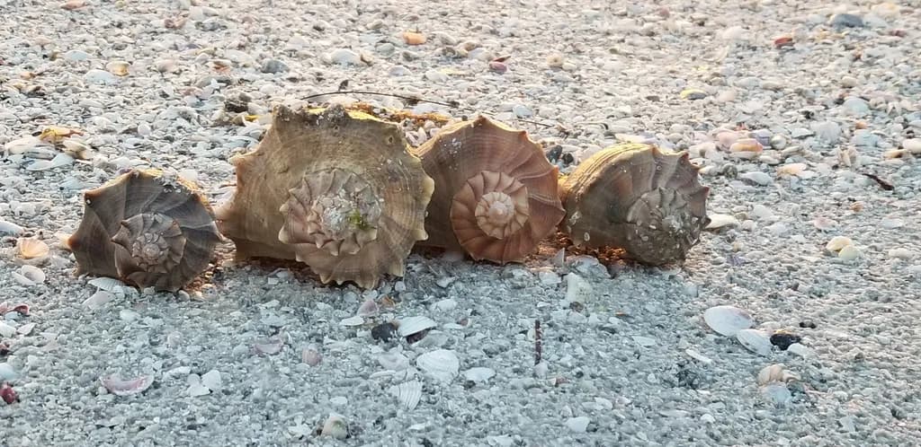 Seashell Symphony: Nature's Spiraled Masterpieces on the Shoreline
