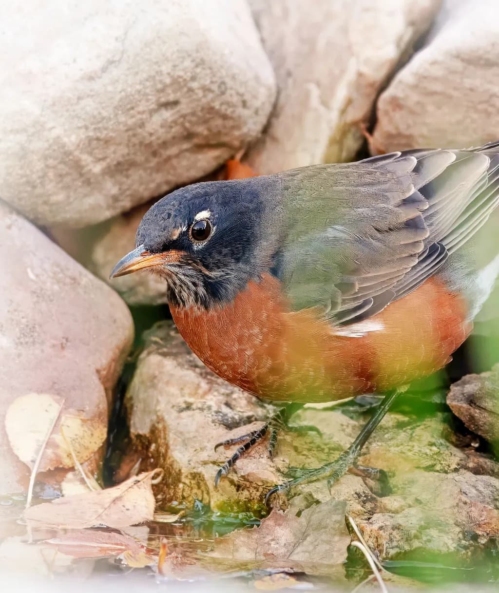 Whispers of Nature: A Close Encounter with the American Robin Amidst Tranquil Stones
