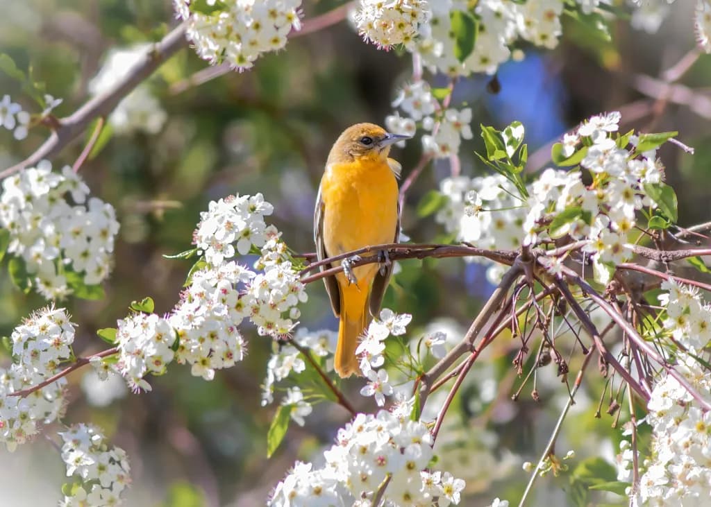 Golden Harmony: A Vibrant Bird Amidst Blossoming Flowers