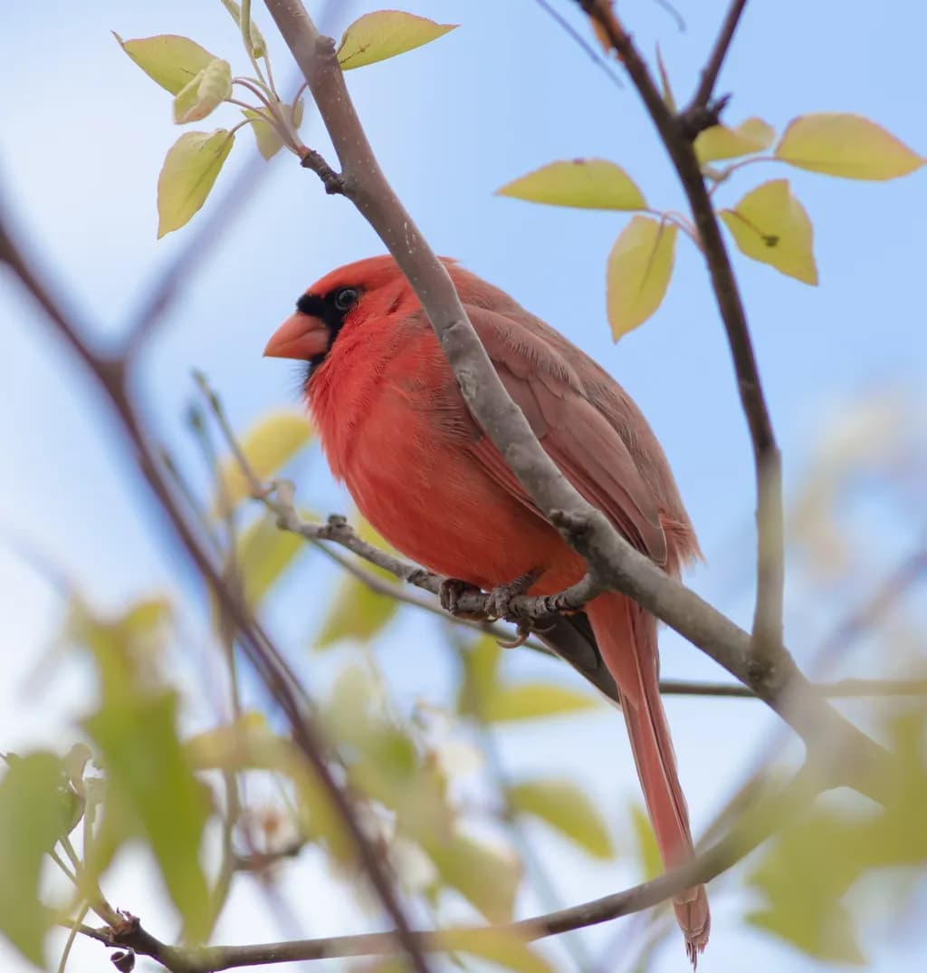 Vibrant Cardinal Perched Among Spring Leaves: A Nature's Embrace