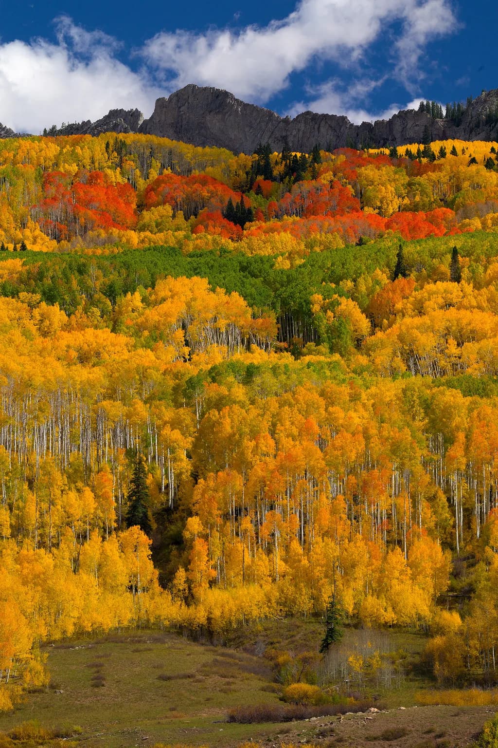 Autumn Majesty