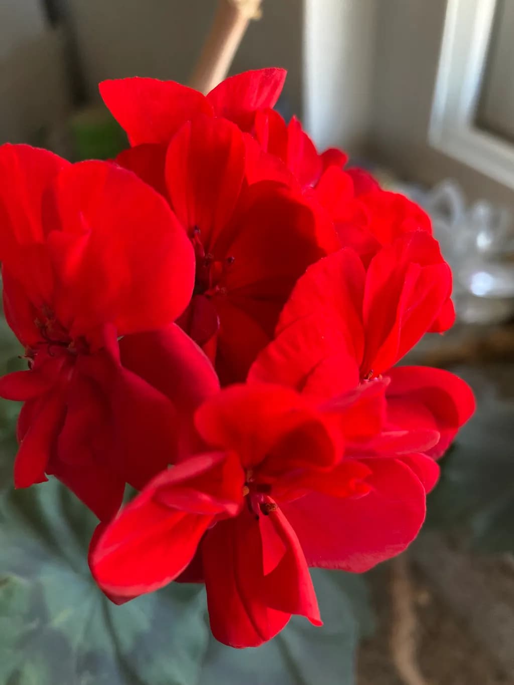 Radiant Geranium Bloom