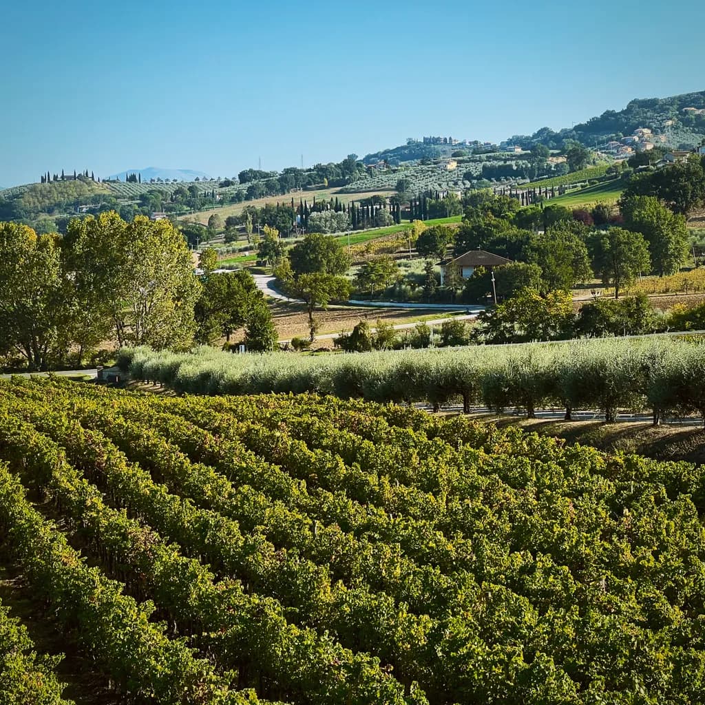 Whispers of the Vineyard: A Tranquil Journey Through Rolling Hills and Greenery