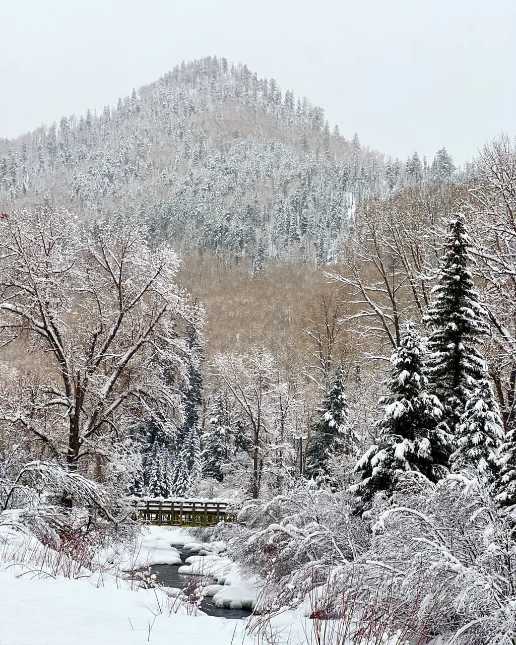 Whispers of Winter: A Serene Snowy Landscape Embracing Nature's Quiet Beauty