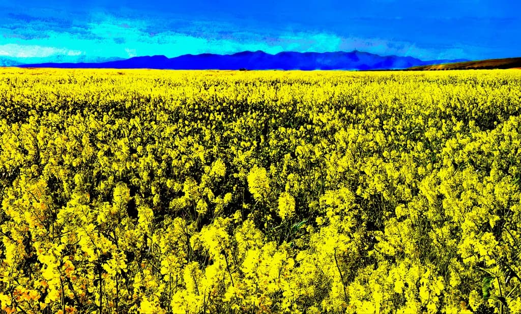 Golden Fields Under a Blue Sky: A Vibrant Dance of Nature's Palette