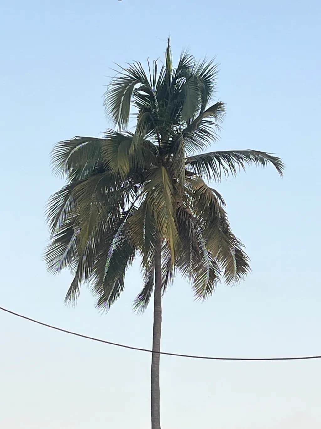 Tall Palm Serenity