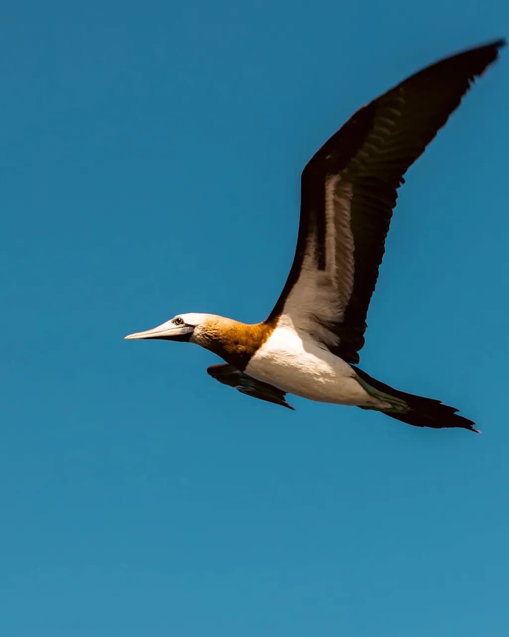 Skyward Soar
