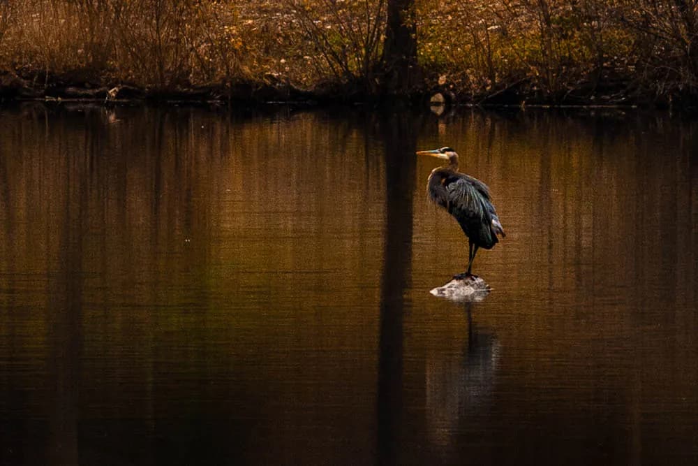 Heron on a Rock