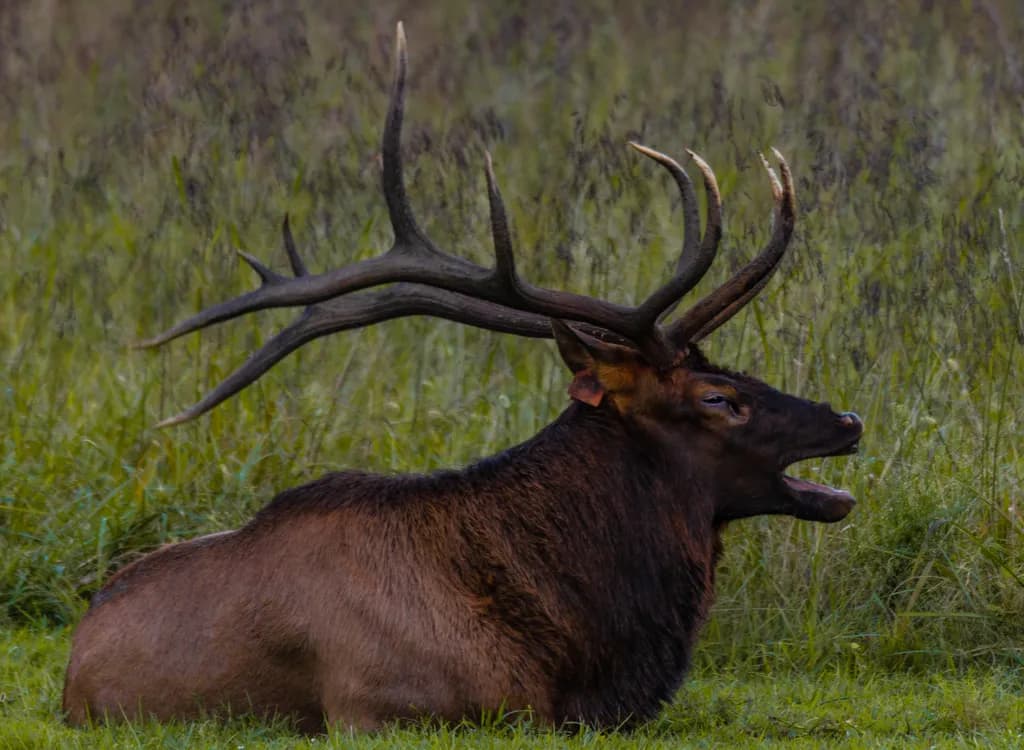 Majestic Elk Resting