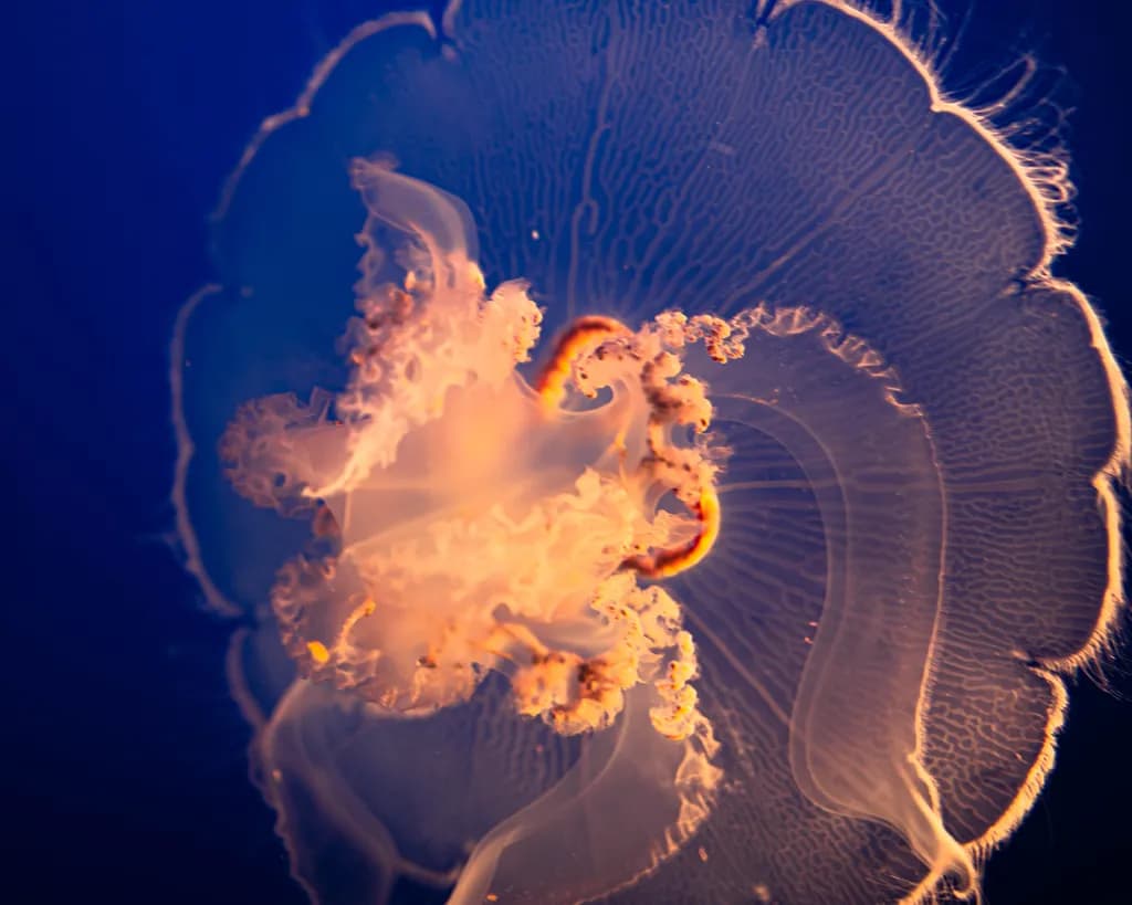 Jellyfish Glow-Up