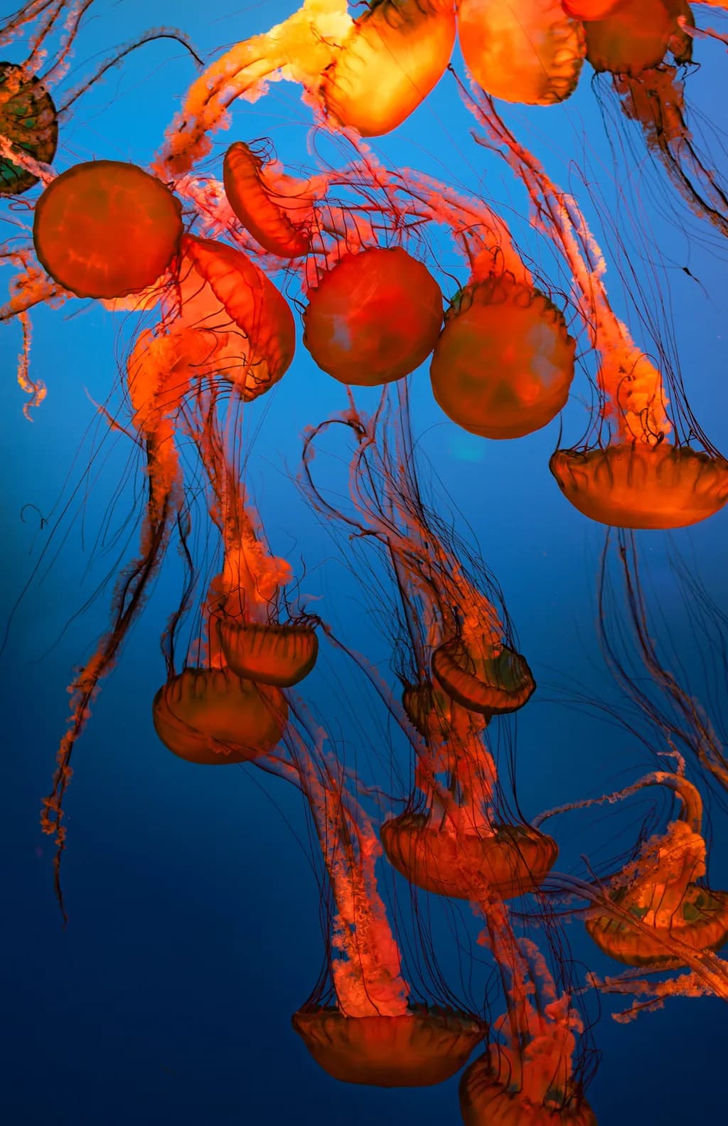 Jellyfish Jamboree
