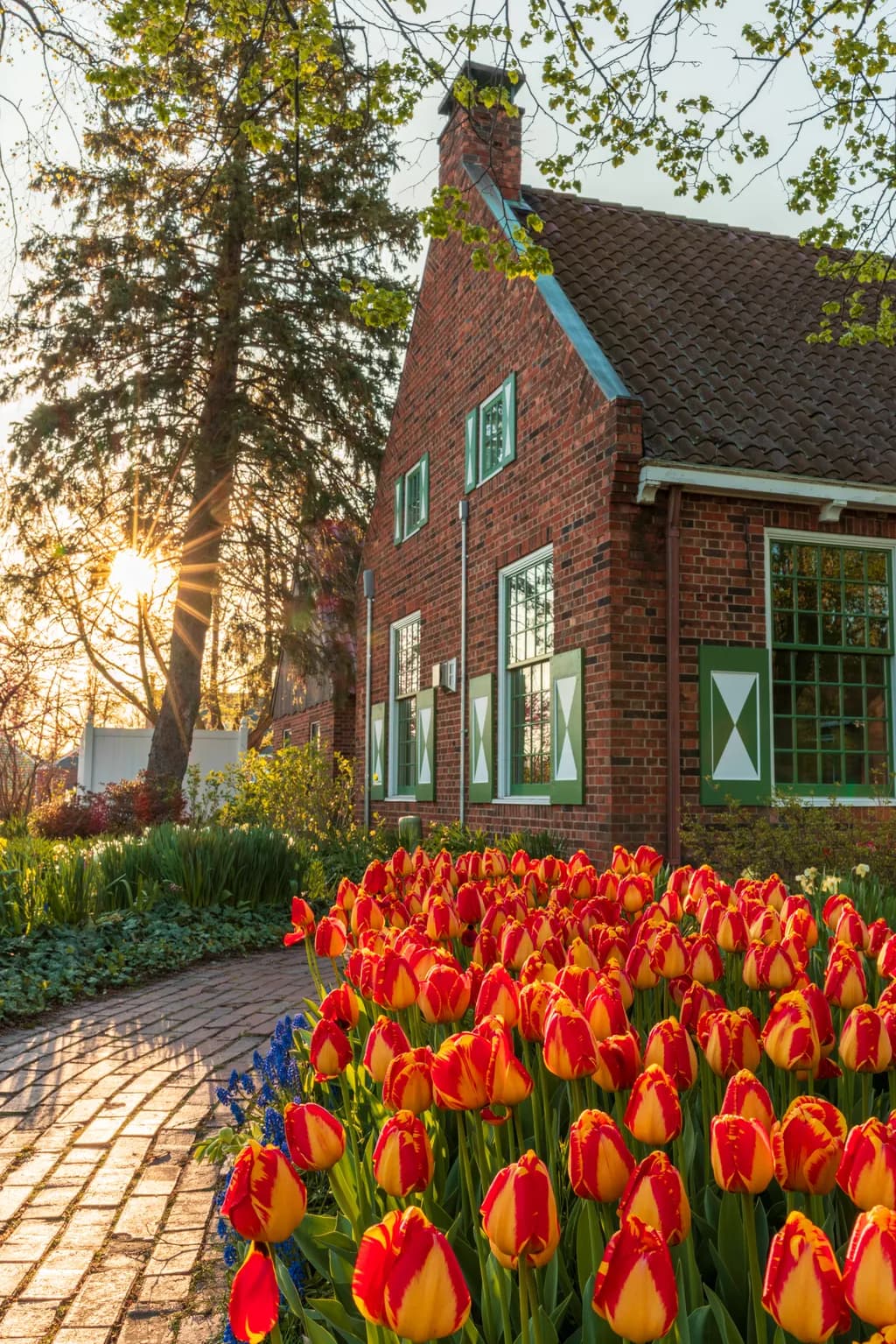 Tulip Sunrise