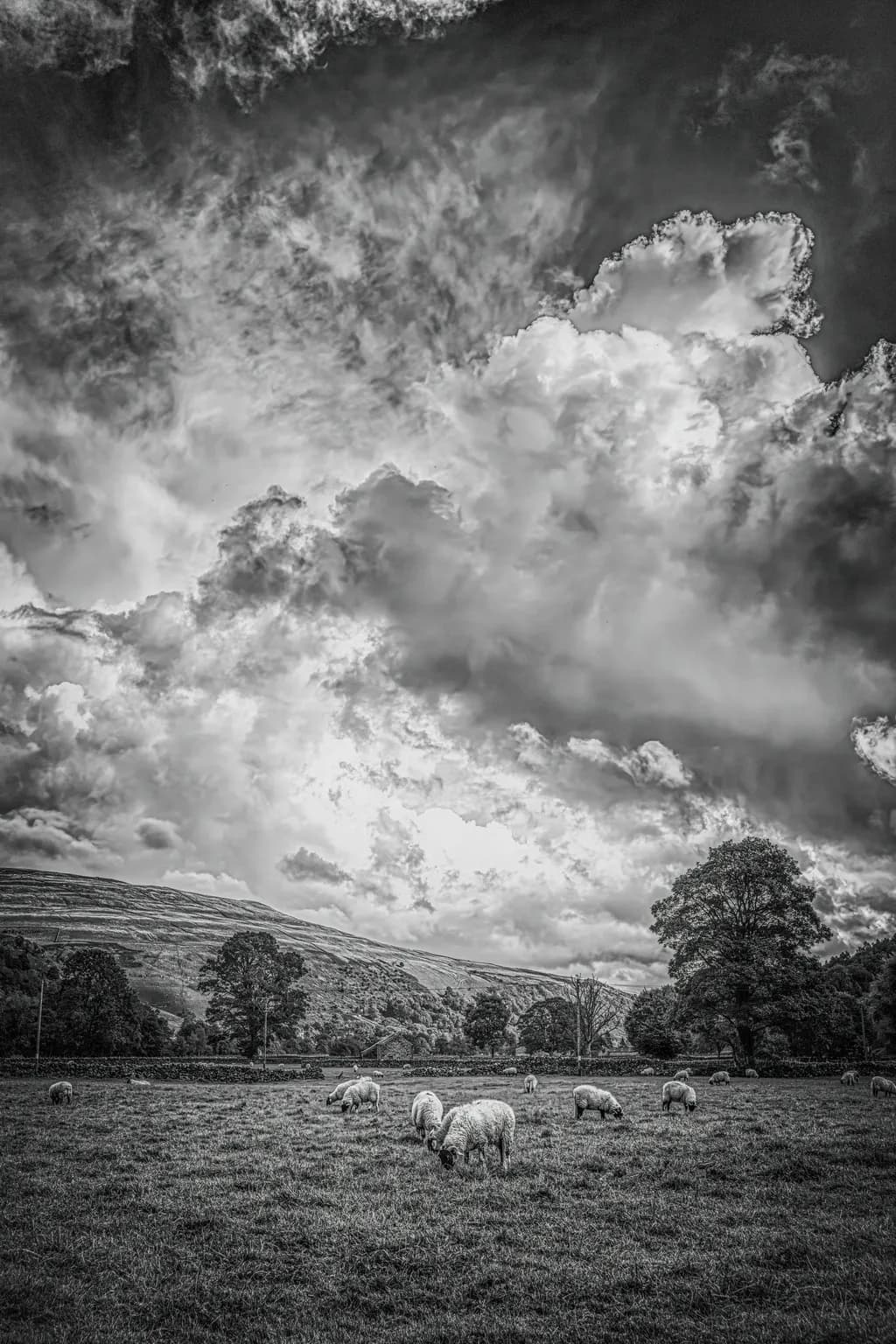 Grazing in the Dales