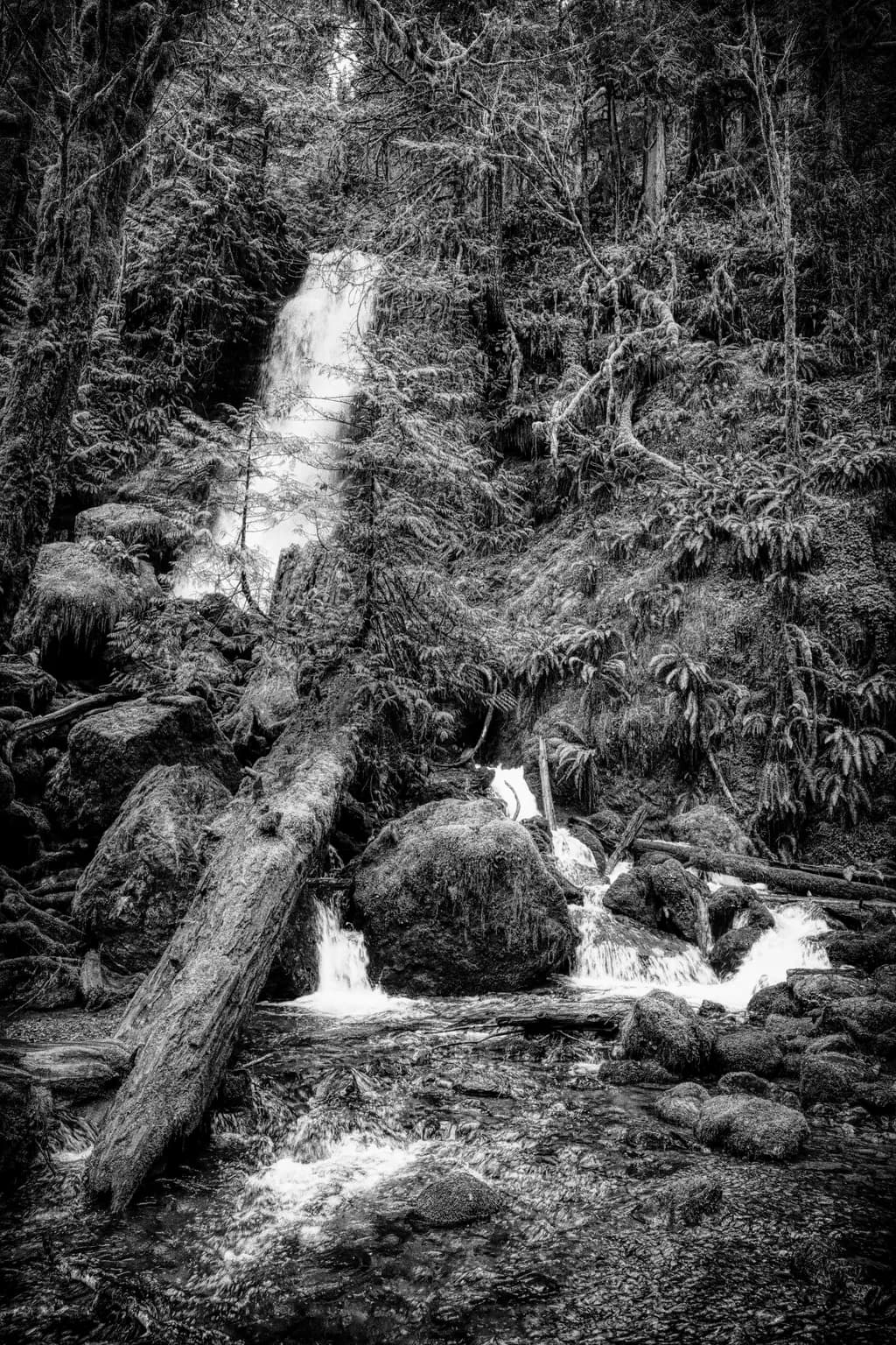 Rainforest Cascade