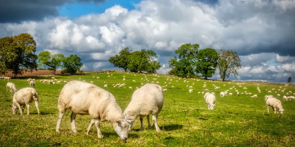 Grazing