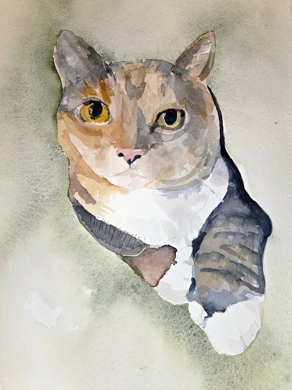 Curious Cat