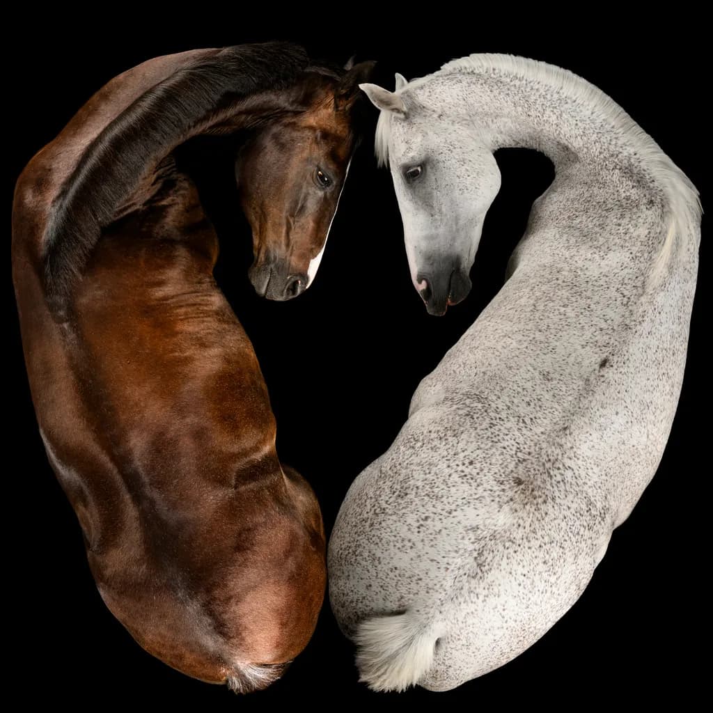 Ethereal Embrace: The Sculptural Dance of Equine Elegance