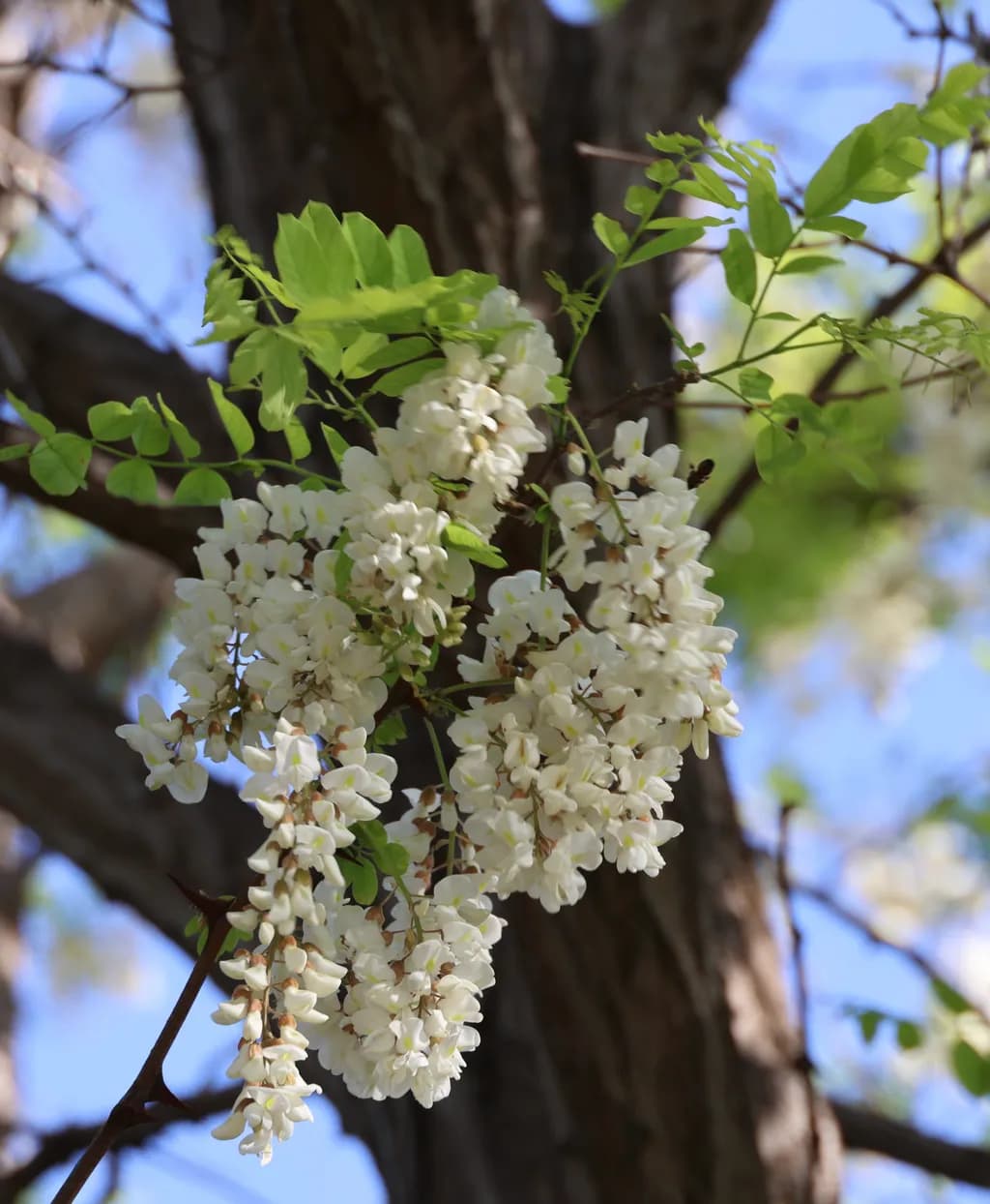 Blossoming Branches