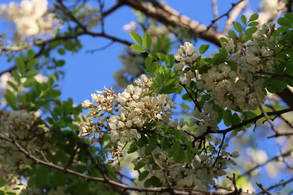 Blooming Canopy