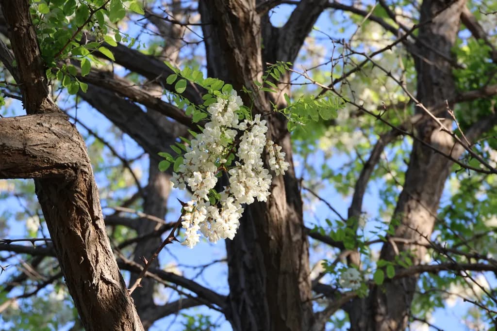 Blooming Branches