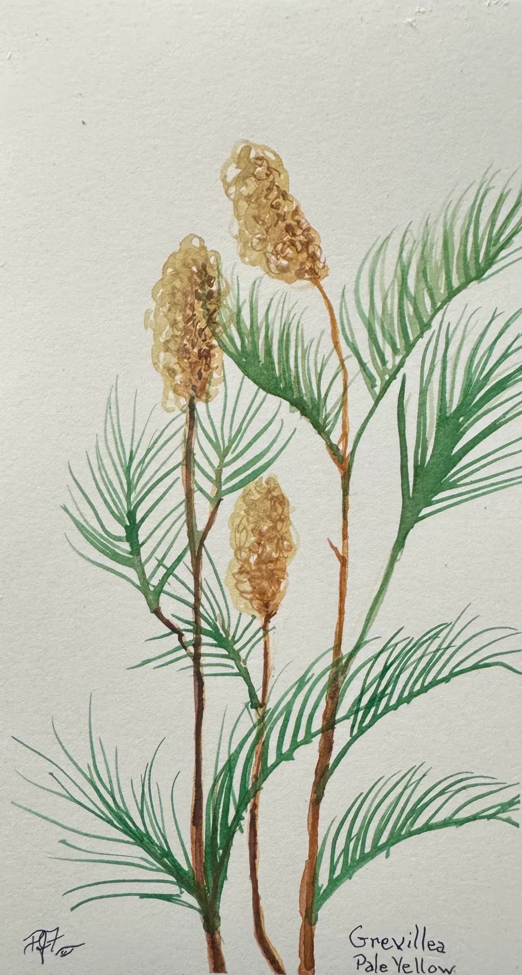 Grevillea Pale Yellow