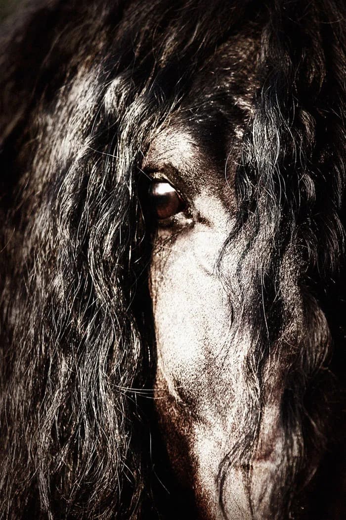 Mystic Mane