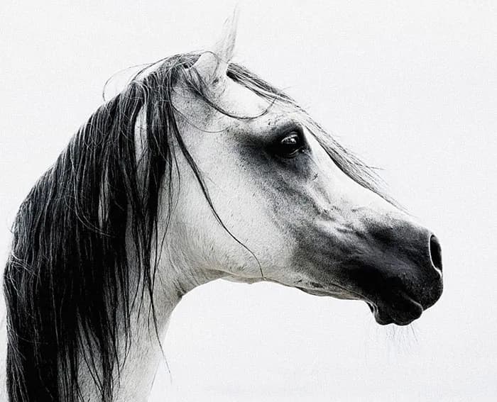 Majestic Profile