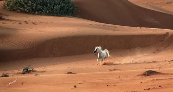 Desert Gallop