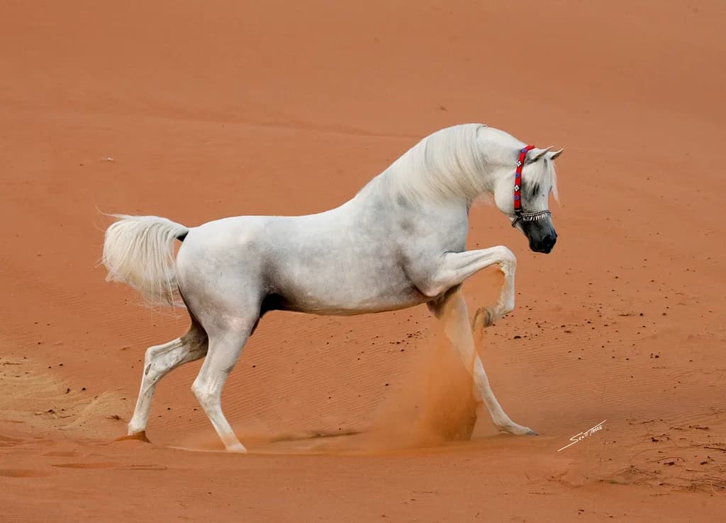 Majestic Arabian